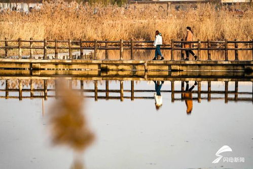 宛若匠心滋潤根系 夏津行政，以人工濕地傾覆尾水二次初心