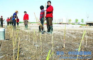 西北生態污水處理廠潛流型人工濕地工程啟動綠化 賦能濕地生態